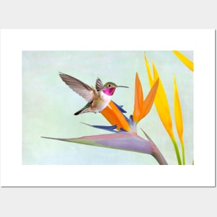 Hummingbird and Bird of Paradise Posters and Art